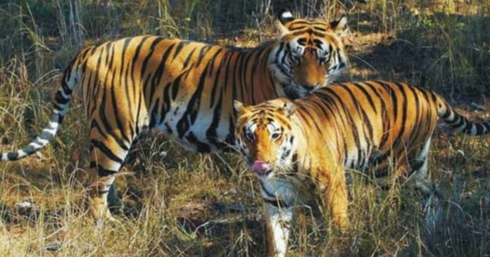 Panic after tiger kills 15 animals