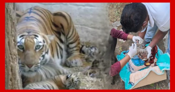 बिरसा मुंडा जैविक उद्यान