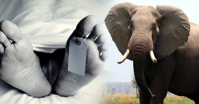 elephant