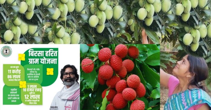 lichi
