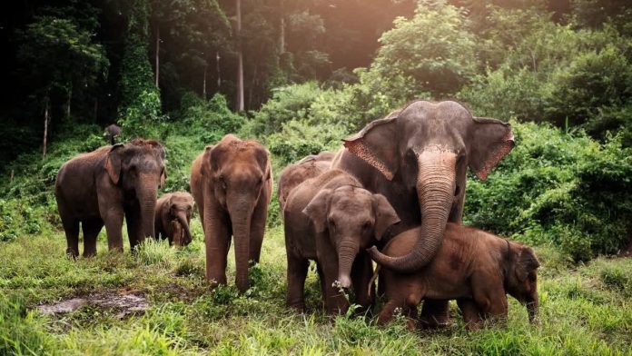 hathi hathi