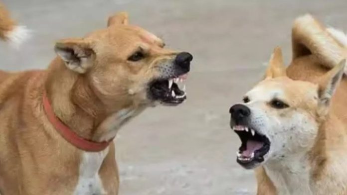 DOGS DOGS
